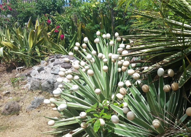 20 Ways to Enjoy Nevis 20 Ways to Enjoy Nevis